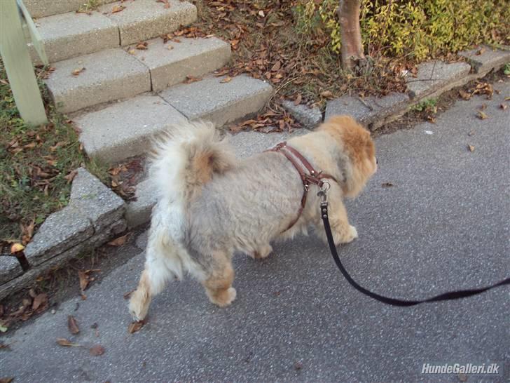 Mine hunde! *; - Bare gå! d: billede 15