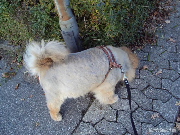 Mine hunde! *; - Snuse, snuse :D billede 16