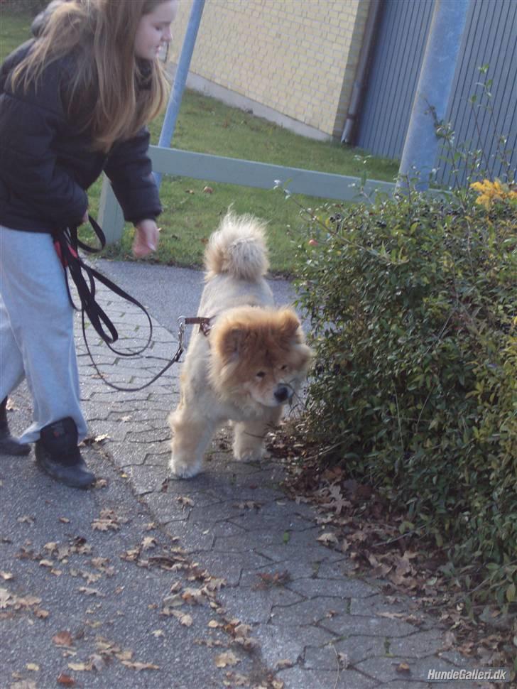 Mine hunde! *; - Her dufter godt! .D billede 17