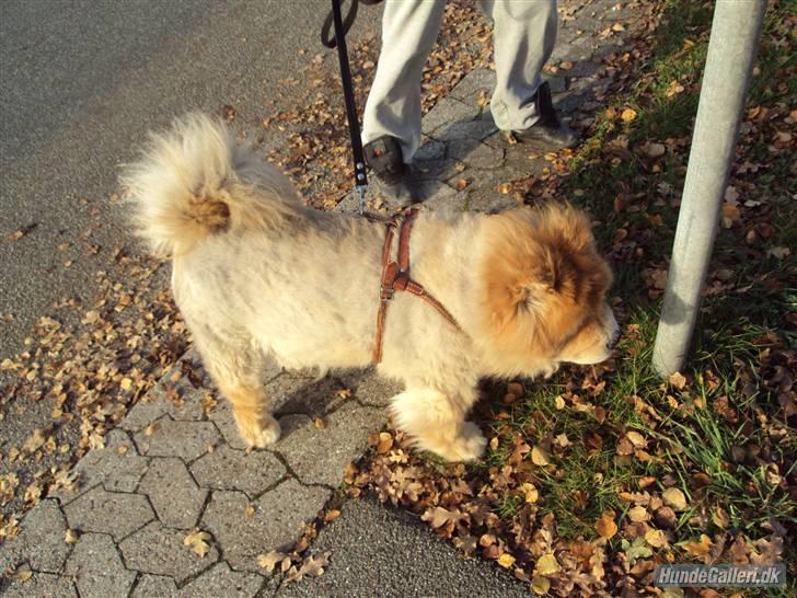 Mine hunde! *; - Lille hund :D billede 18