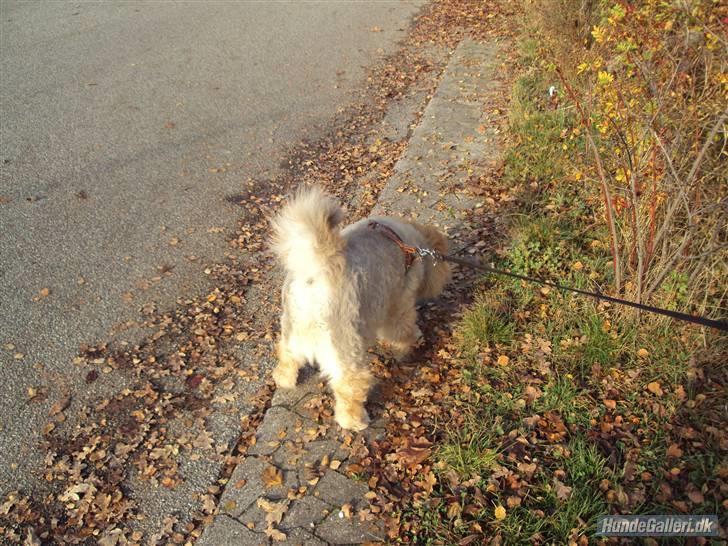 Mine hunde! *; - Nå enden ar god, er alting godt? xD billede 19