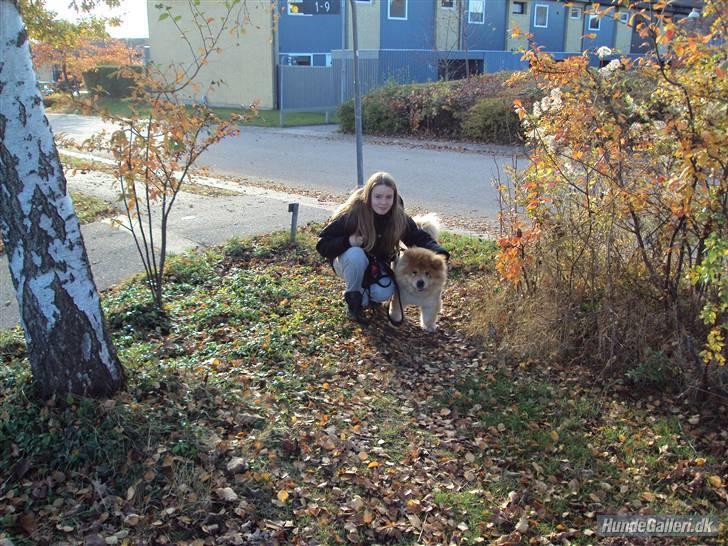 Mine hunde! *; - Som hund, som ejer? <3 billede 20