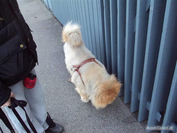 Mine hunde! *; - "hvor bor baomu?" billede 23