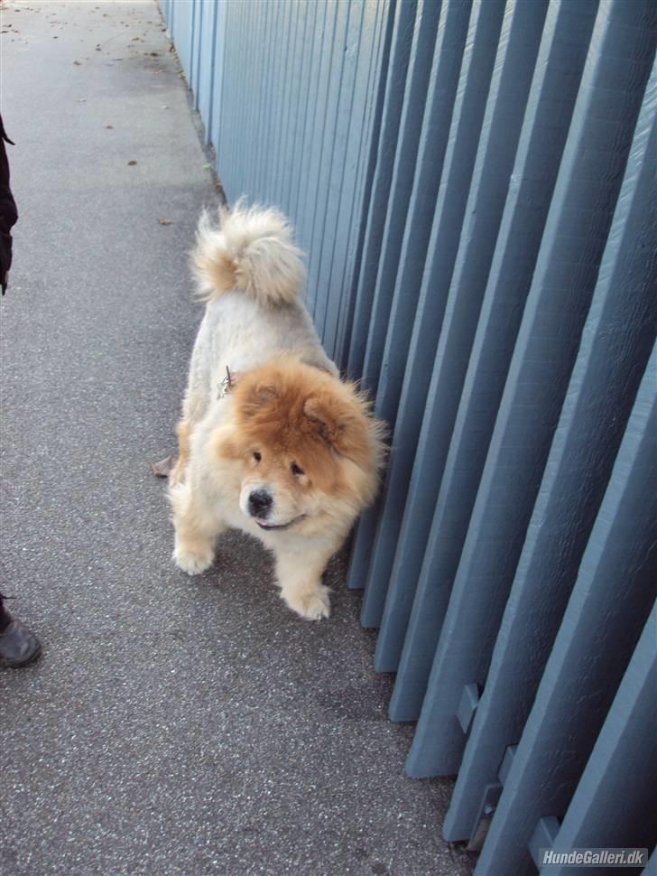 Mine hunde! *; - Hvor er du smuk! <3'
*jeg bor her bor!* billede 24