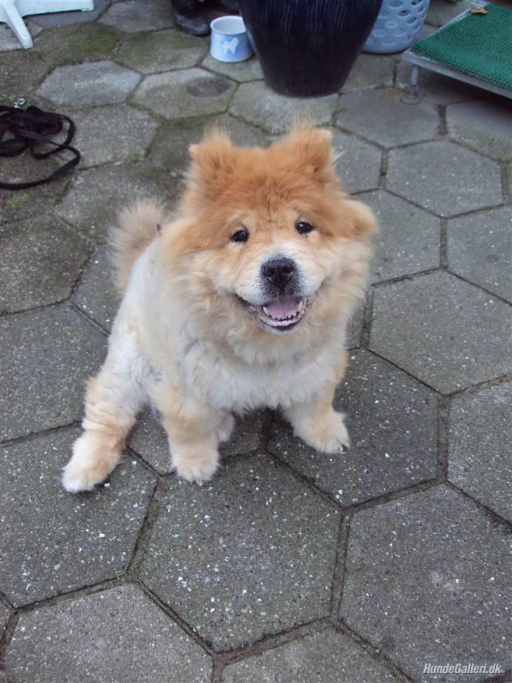 Mine hunde! *; - Baby hund <3 billede 26