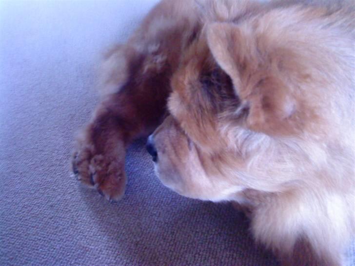 Mine hunde! *; - Ugenialt? billede 28