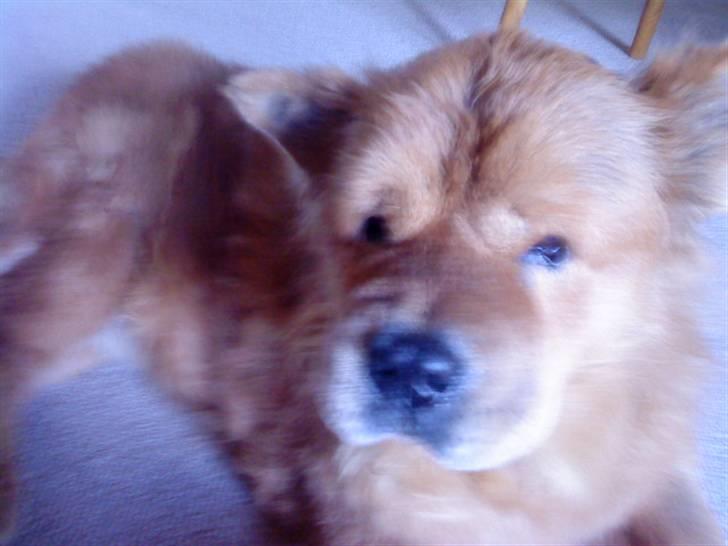 Mine hunde! *; - Haha d; billede 29