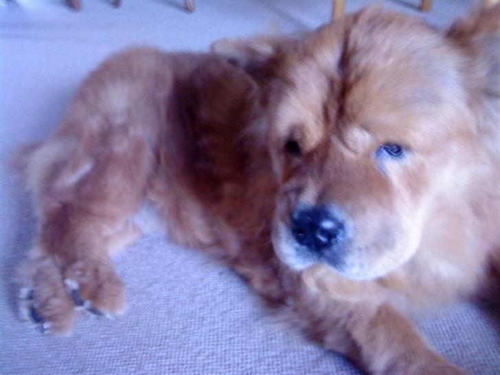 Mine hunde! *; - Din frækkert :D billede 30