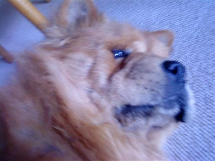 Mine hunde! *; - G E N I A L T! <3 billede 31