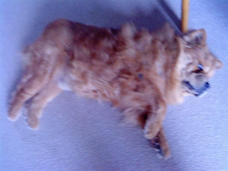 Mine hunde! *; - Haha <3 billede 32