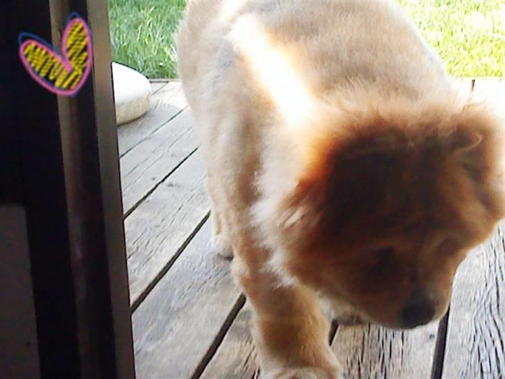 Mine hunde! *; - Nuuarh! i; <3 billede 33