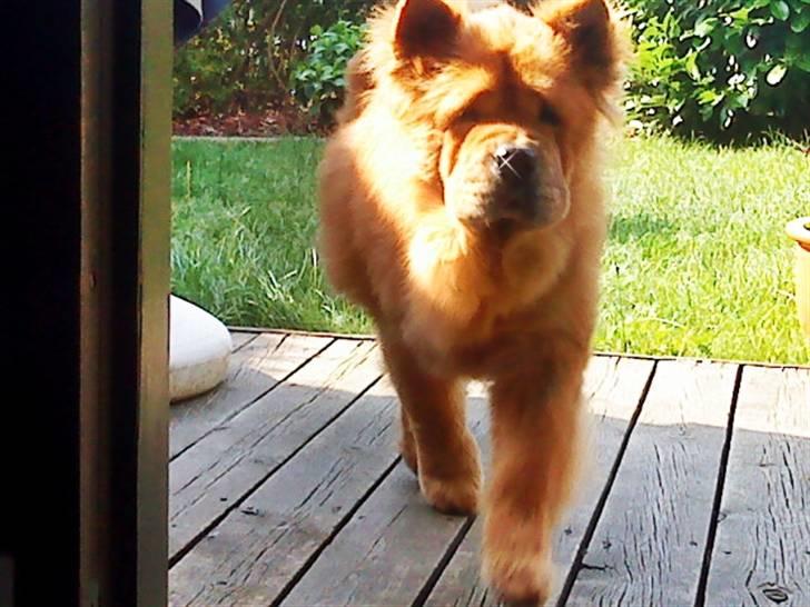 Mine hunde! *; - *jeg kommer nu mor! <3* billede 34