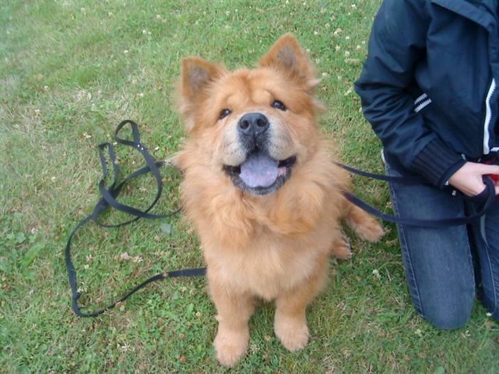 Mine hunde! *; - *jeg er en glaad hund xD!* billede 35