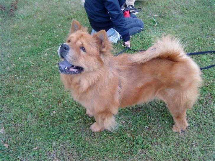 Mine hunde! *; - Udstillings hund? billede 41