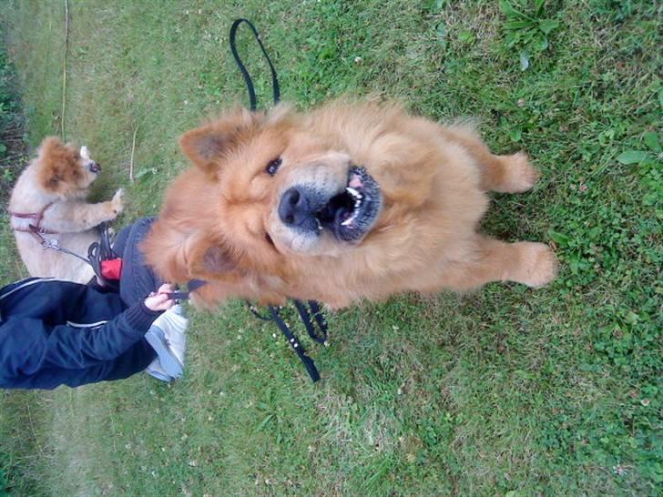 Mine hunde! *; - Hahah, ! billede 42