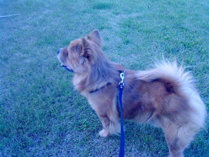 Mine hunde! *; - *er det en kat?!* billede 44