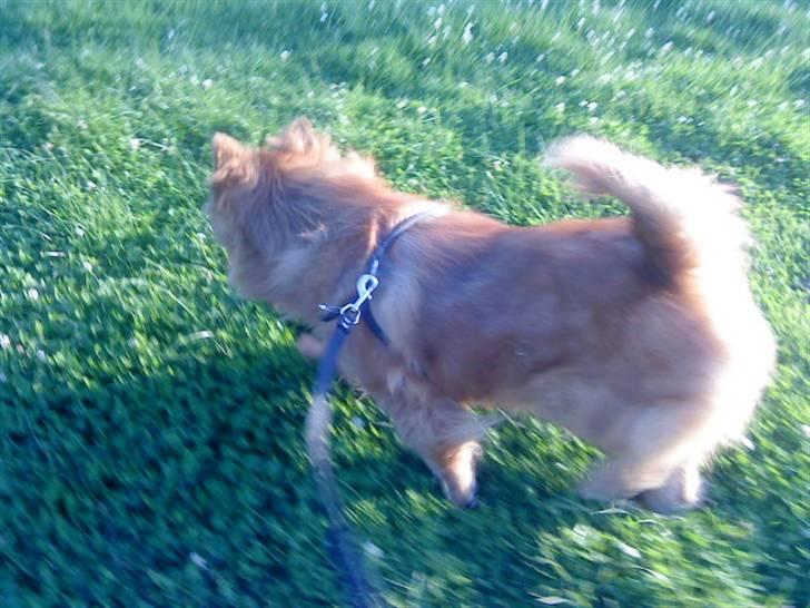 Mine hunde! *; - *nej øv, det var bare en lille hund* billede 45