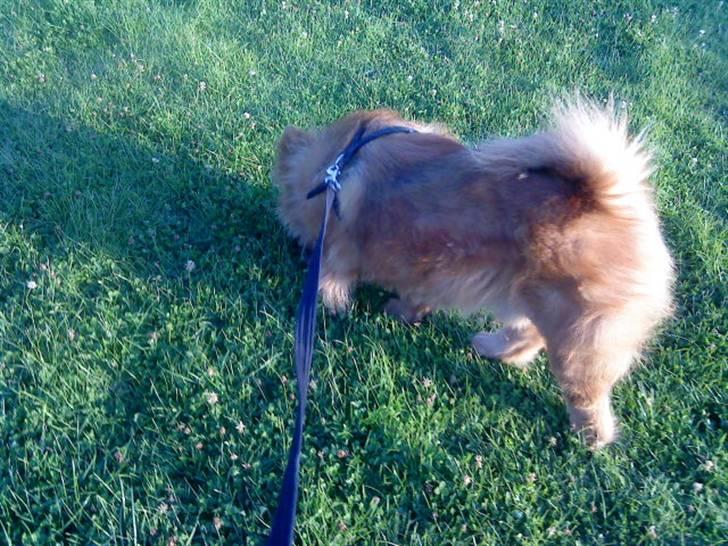 Mine hunde! *; - *snuse, snuse!* billede 46