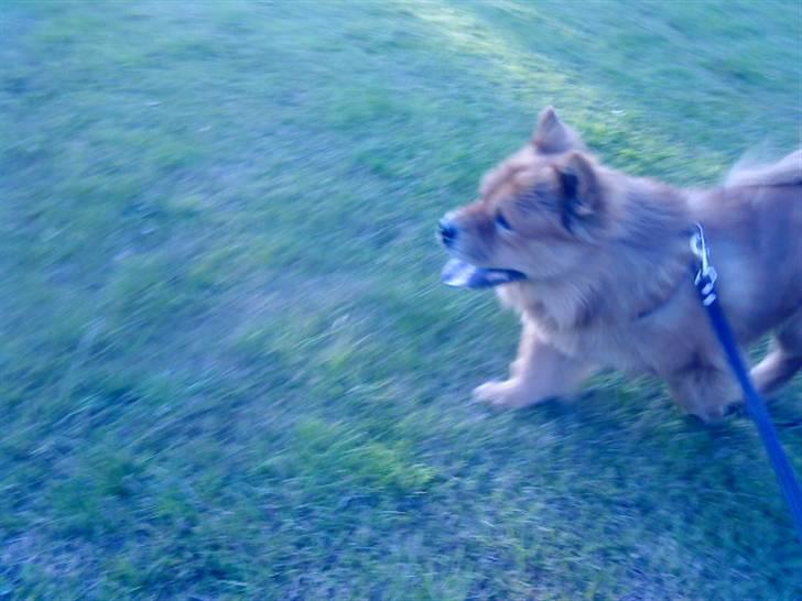 Mine hunde! *; - *run away!!* billede 47