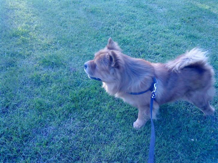 Mine hunde! *; - *Hmm?* billede 48