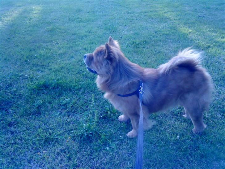 Mine hunde! *; - *KAT!!!* billede 49