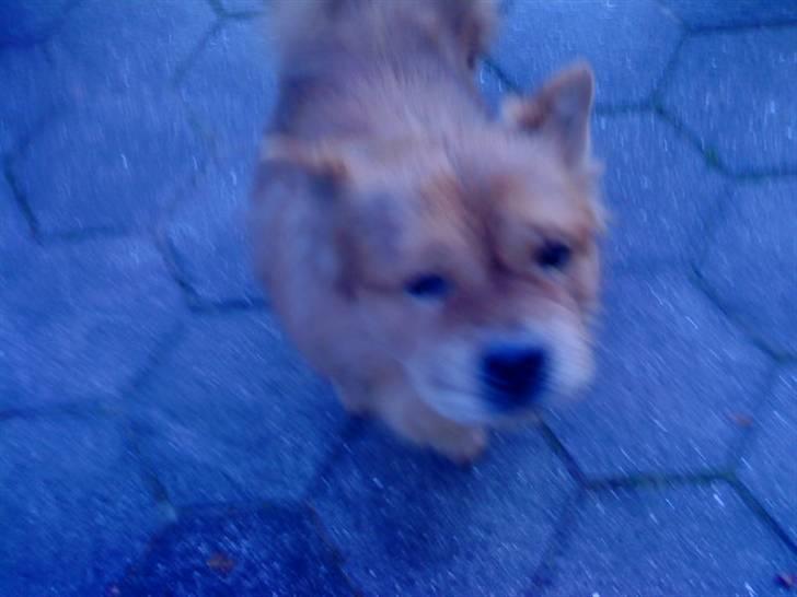 Mine hunde! *; - *hey malle* billede 50