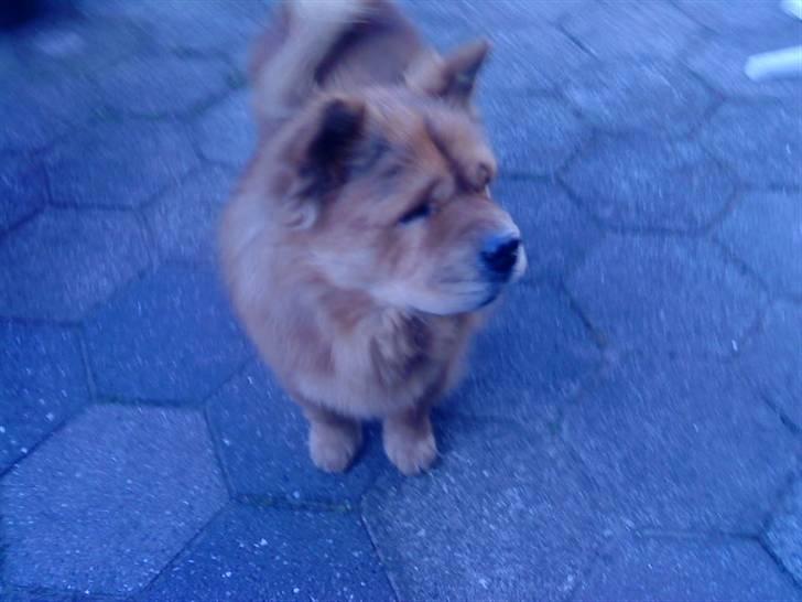 Mine hunde! *; - *du er kedelig!* billede 51