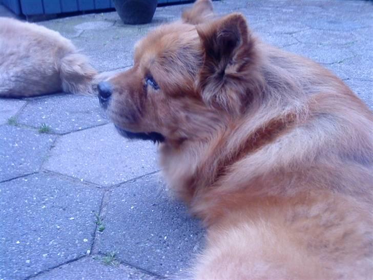 Mine hunde! *; - *nu er jeg lidt træt?* billede 52