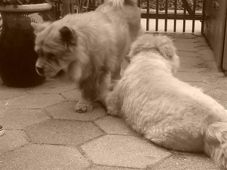 Mine hunde! *; - I (L) Kenzo and Baomu..! <3 billede 53