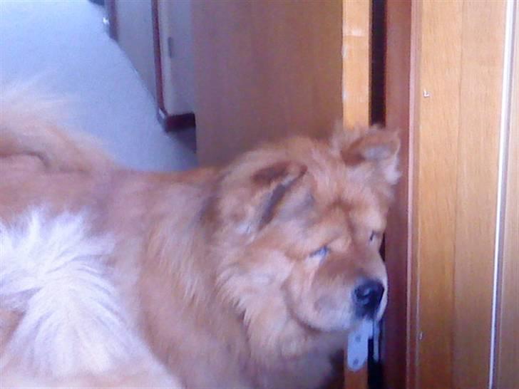 Mine hunde! *; - Smukke hund <3 billede 54