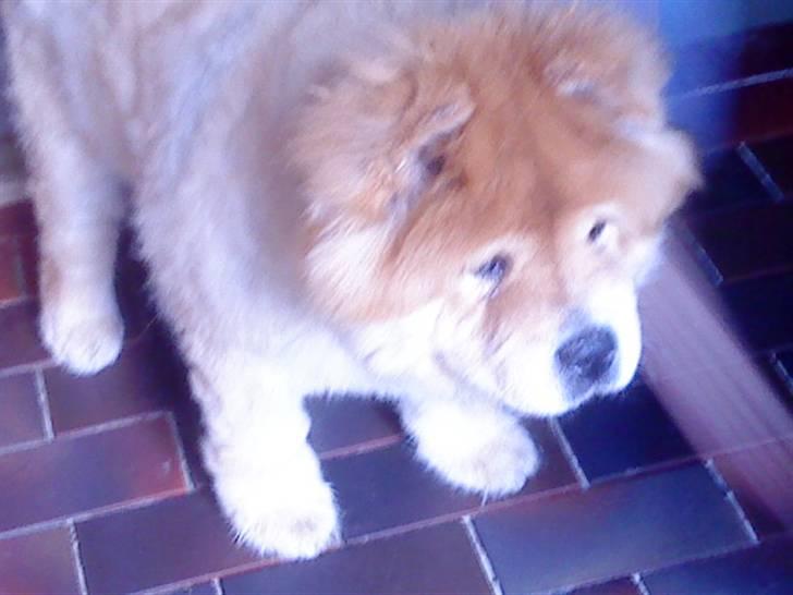 Mine hunde! *; - :D billede 55