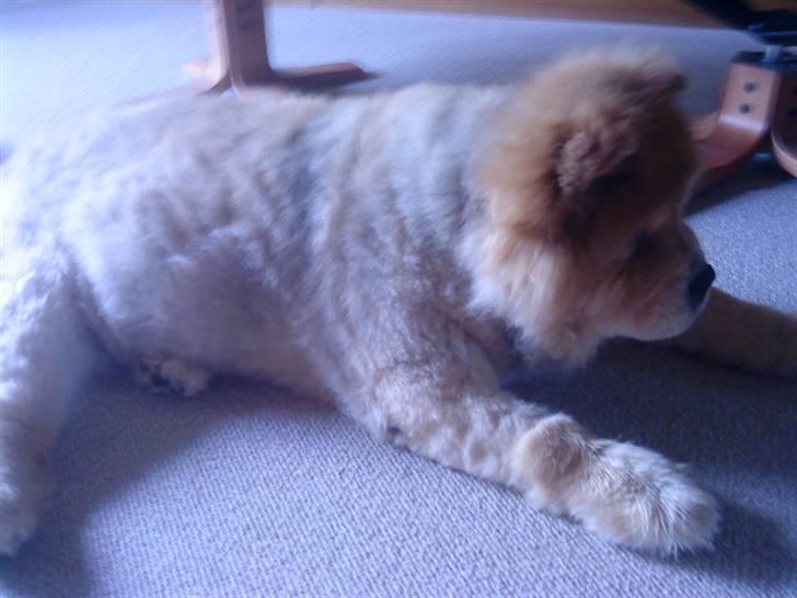 Mine hunde! *; - *mor har klippet mig fint!* billede 56