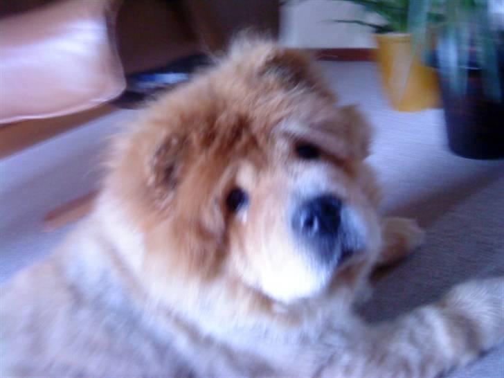 Mine hunde! *; - *hvad er det mor?* billede 57