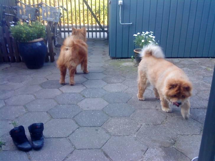 Mine hunde! *; - *vi skal nok finde dig misse kat!* billede 58