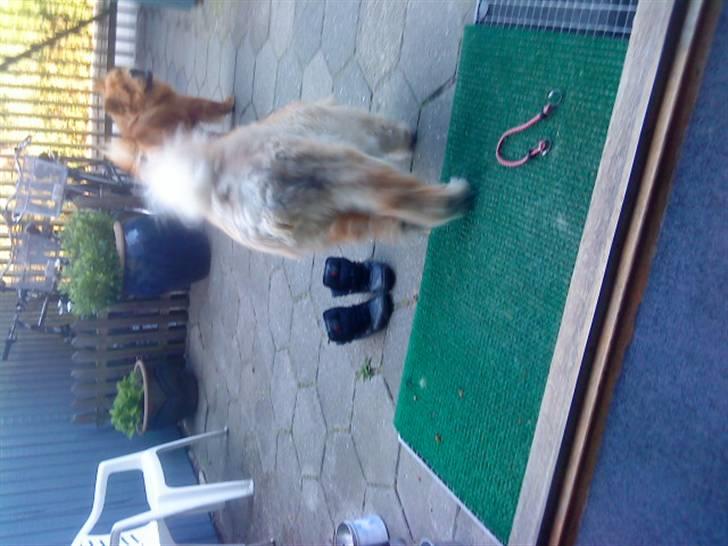 Mine hunde! *; - Haha :D billede 59
