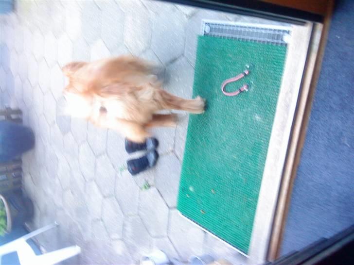 Mine hunde! *; - EhM? billede 60