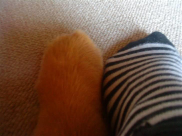 Mine hunde! *; - Fødder?! billede 61