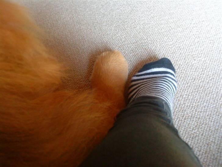 Mine hunde! *; - Fødder:D billede 62