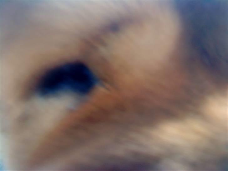 Mine hunde! *; - Eye of the chow chow dog! billede 63