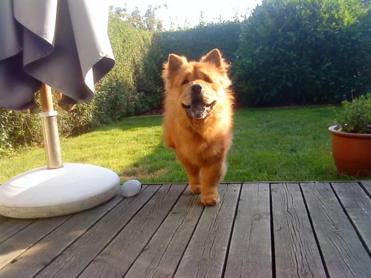 Mine hunde! *; - Kenzo is in the town! billede 64