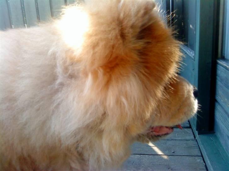 Mine hunde! *; - Musse! billede 65