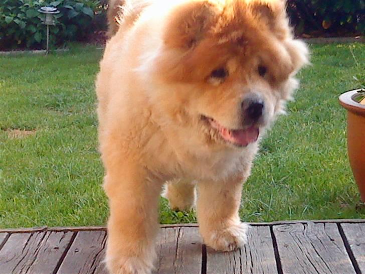 Mine hunde! *; - HH;! billede 66