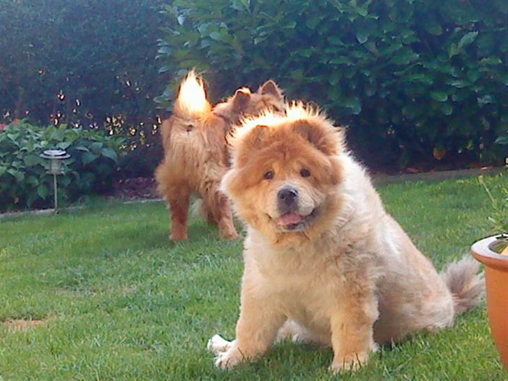 Mine hunde! *; - Hey :_D billede 67