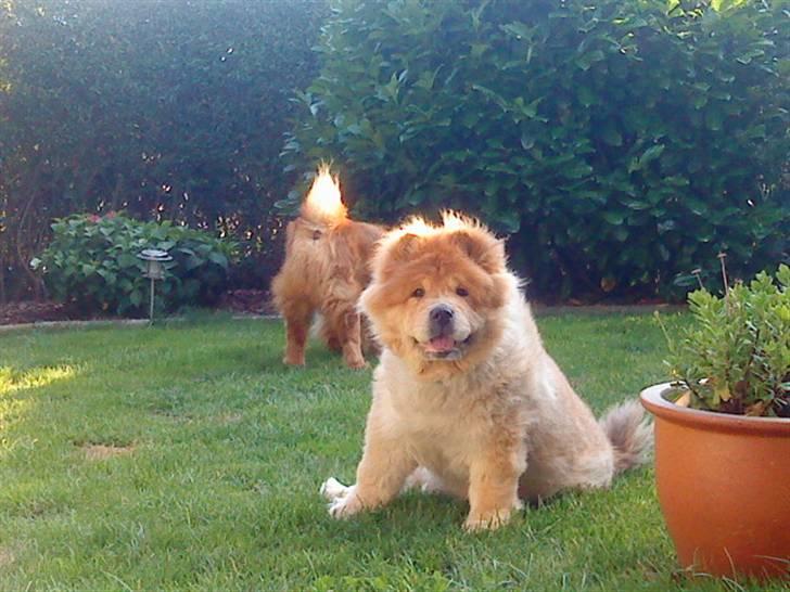 Mine hunde! *; - Ulalala :D billede 68