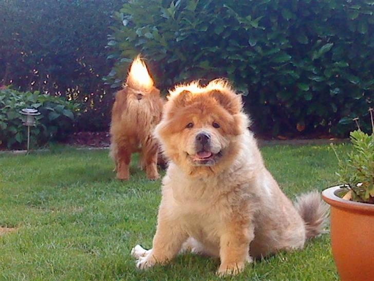 Mine hunde! *; - *er her varmt eller er baomu bare hot?* billede 69