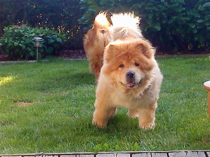 Mine hunde! *; - *hej mor!!* billede 70