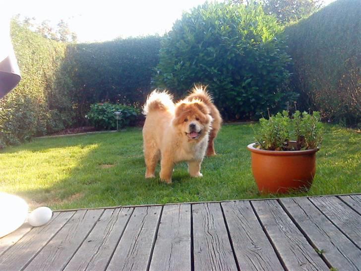 Mine hunde! *; - *YEARH!* billede 71