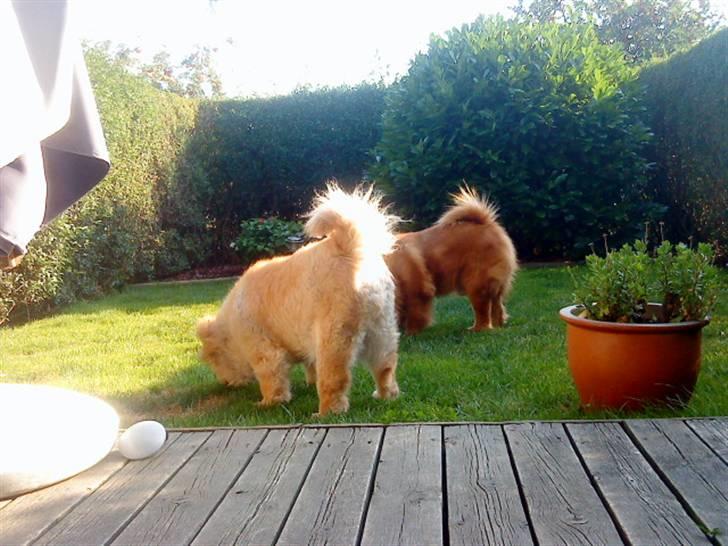 Mine hunde! *; - Synkrone? xD billede 72