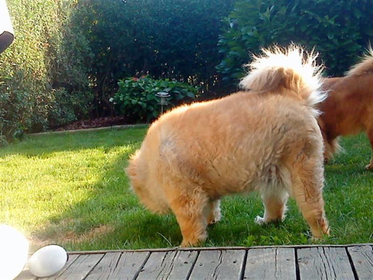 Mine hunde! *; - *her dufter godt! <3* billede 73