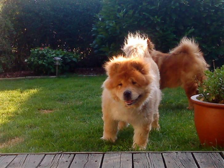 Mine hunde! *; - *se mig* billede 74